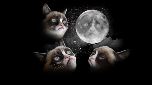 不满意的猫和月亮