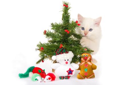 圣诞树和小白猫