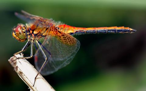 蜻蜓与透明的翅膀