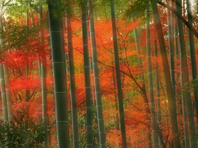 竹林，岚山公园，京都，日本