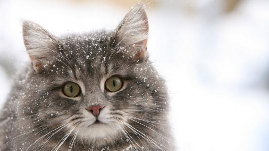 在雪中的西伯利亚猫