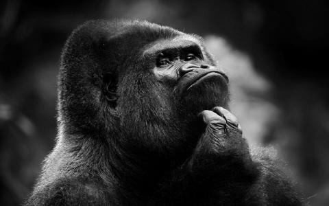 一只聪明的猴子的黑白照片