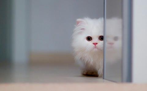 一只美丽的小白猫藏起来