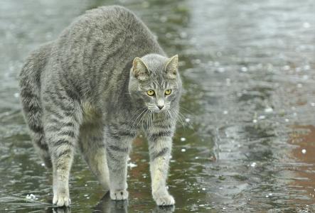 在雨中顽皮的灰色猫