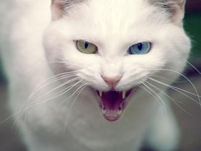 愤怒的猫土耳其安哥拉