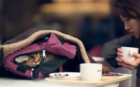 猫在女孩的背包里