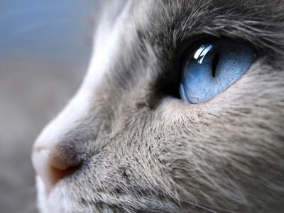 蓝猫的眼睛