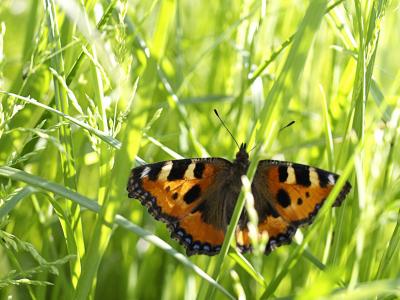 蝴蝶在草地上