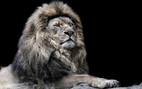 狮子座是野兽之王
