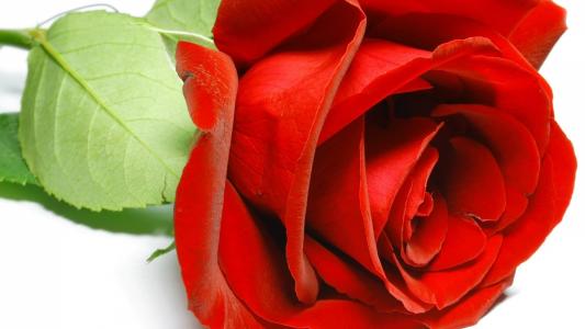3月8日美丽的红玫瑰特写