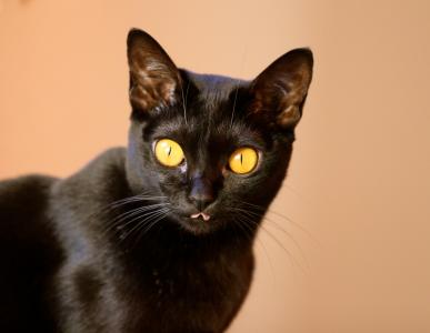 孟买猫的黄色眼睛
