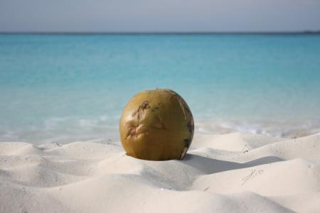 椰子在古巴Cayo Largo度假村的海滩上
