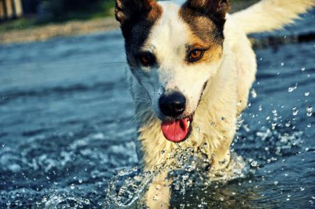 狗在水上奔跑
