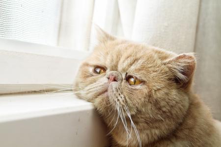 悲伤带红色波斯猫看着窗外