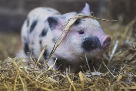 小粉红色的黑点猪在稻草中
