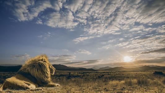 一头大狮子望着天空中的日出