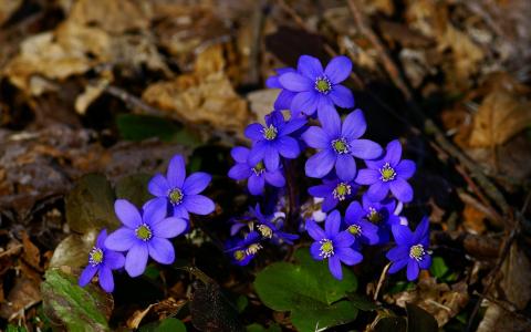 在干燥的叶子的小蓝色花