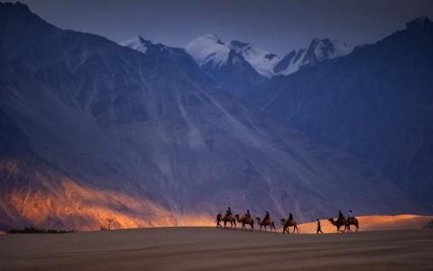 骆驼大篷车以山为背景