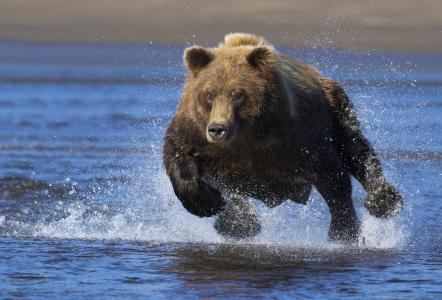 大熊在水上跑得快