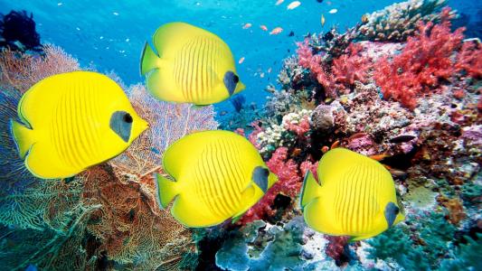 一群黄色的鱼在温暖的大海里