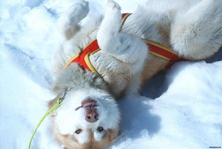 小狗西伯利亚雪橇在雪中玩