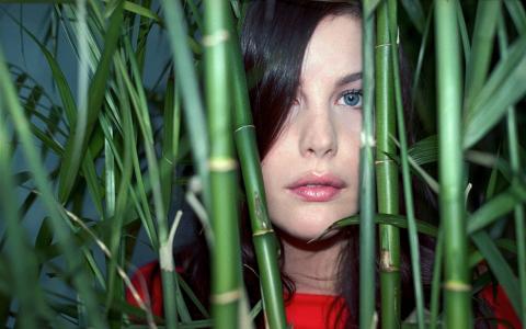 Liv泰勒在竹子