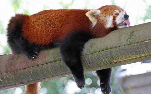 红熊猫睡在树上伸出舌头
