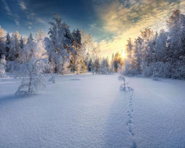 日落在白雪覆盖的森林里