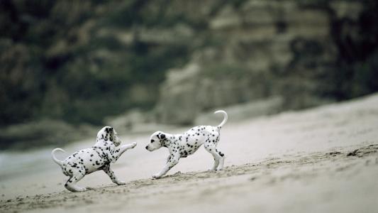小狗斑点狗在沙滩上玩耍