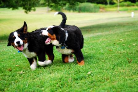 一只伯尔尼牧羊犬在草地上玩的两只小狗