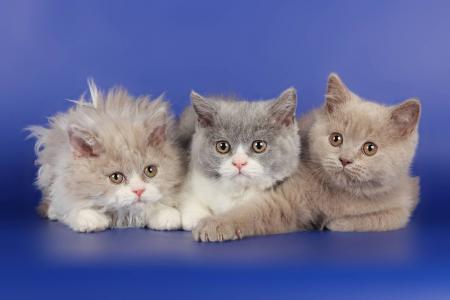 三只小猫塞尔扣克雷克斯