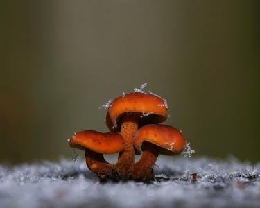 蘑菇覆盖着雪