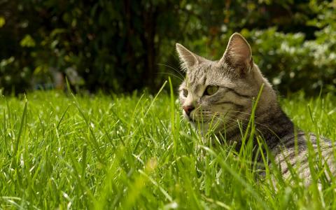 找到在草地上的猫