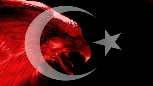土耳其红鹰