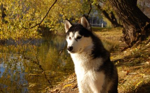 在湖的岸的阿拉斯加的爱斯基摩狗