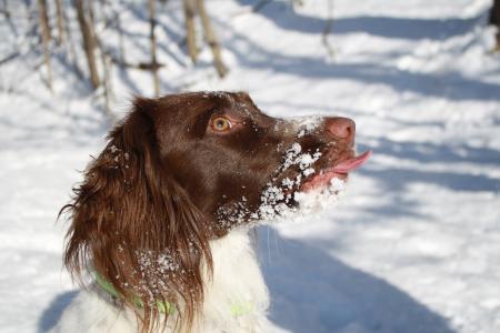 英国在雪的斯普林格猎犬关闭