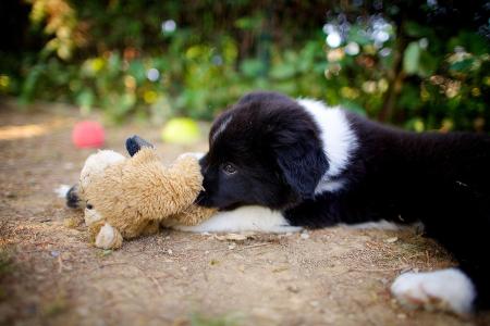 小狗边境牧羊犬躺在一个玩具