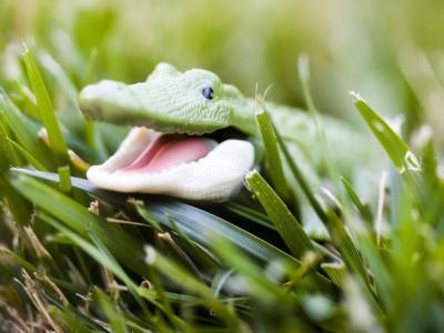 绿草地上的鳄鱼