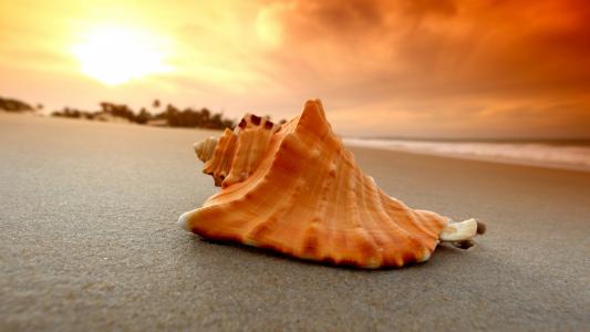 大壳在日落时分躺在炎热的沙滩上