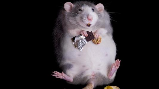 老鼠吃甜食