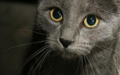 俄罗斯蓝猫的眼睛