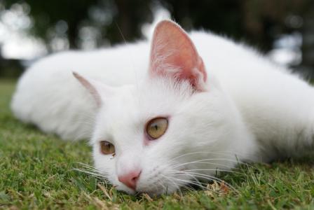 美丽的白色猫咪在草地上休息