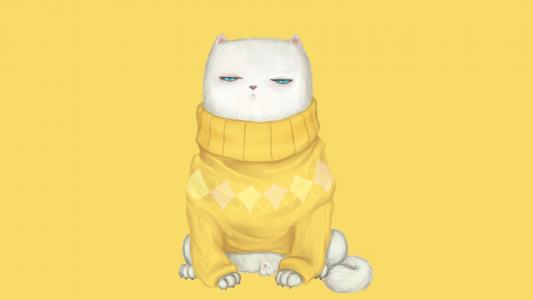 在一件毛衣的猫