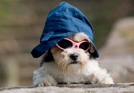 戴着一顶帽子和玫瑰色眼镜的滑稽的约克夏小狗