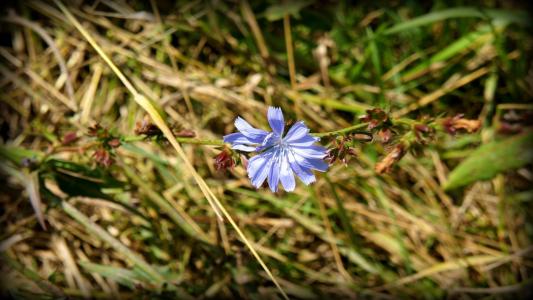 孤独的蓝色菊苣花