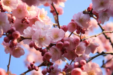 3月8日在树上的粉红色花朵