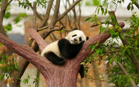 一只小熊猫正在甜蜜地睡在一棵树的叉子里