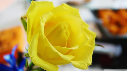 芳香黄色玫瑰