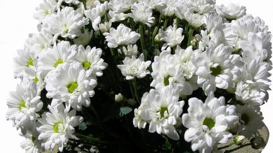 白色的菊花花束三月八日