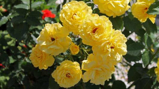 在花圃上的黄玫瑰